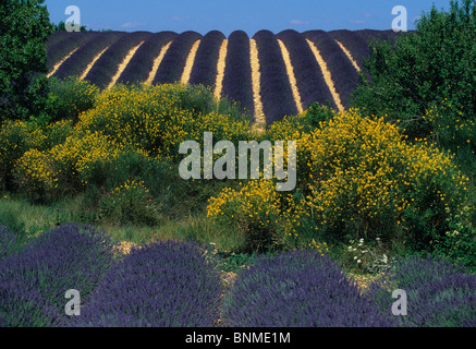 Puimoisson Francia Provence Alpes-de-Haute-Provence campo di lavanda lavanda cespugli di arbusti scope Foto Stock