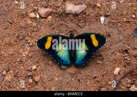 Butterfly (Euphaedra themis : Nymphalidae) maschio copertura nella foresta pluviale, Ghana. Foto Stock