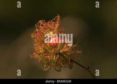 Robin's puntaspilli gall formando il ramoscello di rosa canina, in una Riserva Naturale in Herefordshire campagna Foto Stock