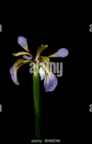 Puzzolente (Iris Iris foetidissima) cresce in una riserva naturale in Herefordshire campagna Foto Stock