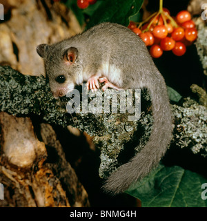 Giovani ghiro commestibili sul ramo / Glis glis Foto Stock