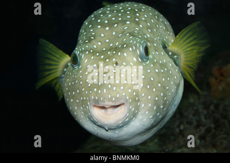 White-spotted Puffer Arothron hispidus Foto Stock