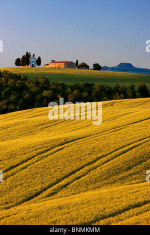 La mattina presto la luce solare sulla Cappella di Vitaleta e il rotolamento campi di grano della Toscana nei pressi di San Quirico d'Orcia, Italia Foto Stock