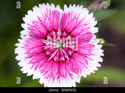 Dianthus è un genere di circa trecento specie di piante da fiore in famiglia Caryophyllaceae, Foto Stock