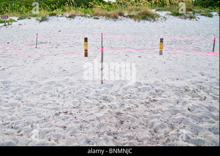 Protected Sea Turtle nidifica su Key Biscayne in Florida Foto Stock