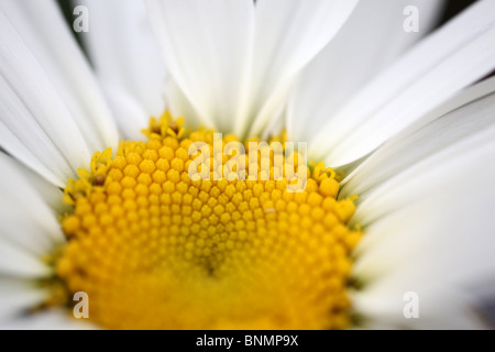 Daisy - Bellis perenis - macro shot con profondità di campo Foto Stock