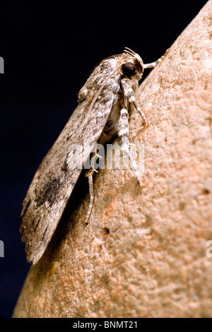 Close-up di rame Underwing Moth - Brevard, North Carolina, STATI UNITI D'AMERICA Foto Stock