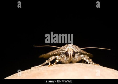 Close-up di rame Underwing Moth - Brevard, North Carolina, STATI UNITI D'AMERICA Foto Stock