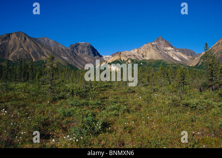 Wrangell Mtns & Tundra w/cotone erba SC AK Estate Wrangell-St Elias NP Foto Stock