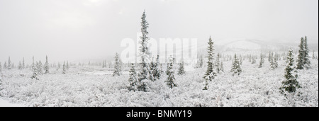 Panorama del paesaggio della prima caduta di neve di abeti e tundra, Parco Nazionale di Denali, Alaska Foto Stock