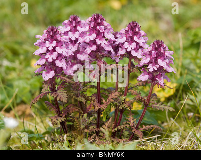 Vista ravvicinata di Whorled Lousewort fiori, estate, Isola di San Paolo, Alaska Foto Stock