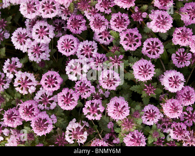 Vista ravvicinata di Whorled Lousewort fiori, estate, Isola di San Paolo, Alaska Foto Stock