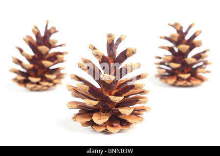 Pigna contro uno sfondo bianco Foto Stock