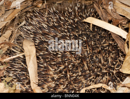 In ibernazione riccio Foto Stock