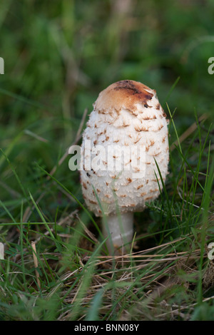 Appena emerso Shaggy Inkcap Foto Stock