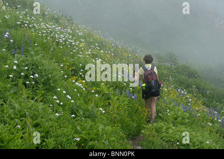 Gli escursionisti di montagna fiori di prato Monogram Lago Lookout Mountain Trail Parco Nazionale delle Cascate del Nord Stati Uniti di Washington prato Foto Stock