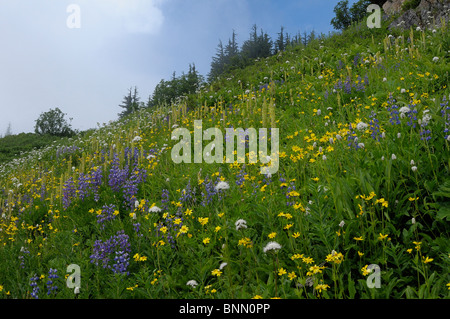 Montagna fiori di prato Monogram Lago Lookout Mountain Trail Parco Nazionale delle Cascate del Nord Stati Uniti di Washington Foto Stock