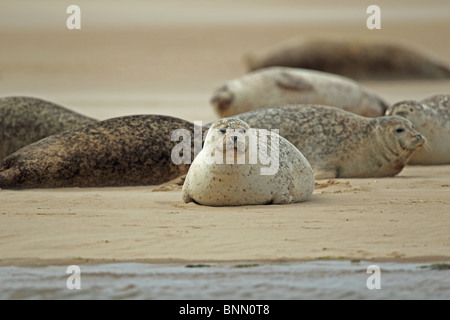 Guarnizione comune (Phoca vitulina) Foto Stock