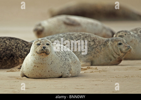 Guarnizione comune (Phoca vitulina) Foto Stock