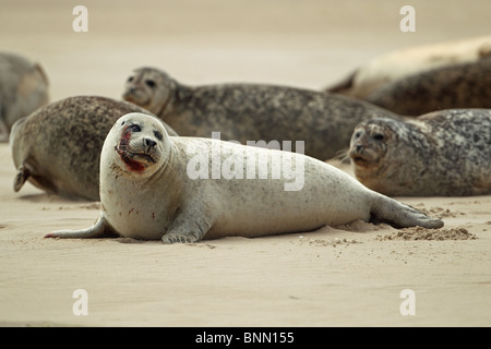 Guarnizione comune (Phoca vitulina) Foto Stock