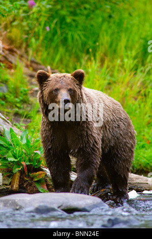 Un orso bruno per la pesca del salmone sul fiume russo, Penisola di Kenai, Alaska Foto Stock