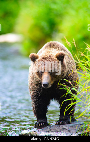 Un orso bruno per la pesca del salmone sul fiume russo, Penisola di Kenai, Alaska Foto Stock