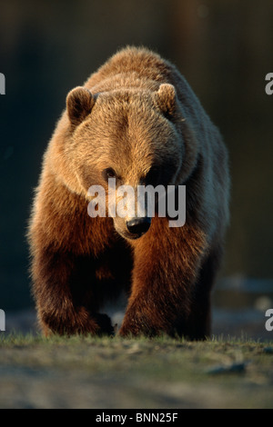 Vista frontale di orso bruno SC Alaska Estate Captive Big Game Alaska Foto Stock