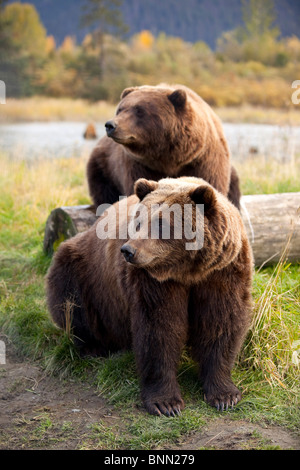 CAPTIVE: due orsi bruni seduta vicino log in Alaska Wildlife Conservation Centre, Alaska Foto Stock