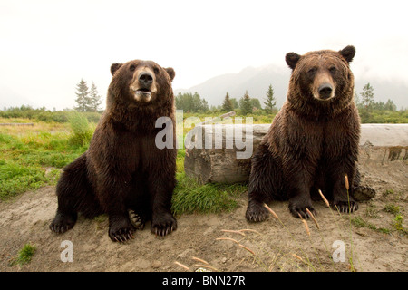 CAPTIVE: due orsi bruni seduta vicino log in Alaska Wildlife Conservation Centre, Alaska Foto Stock