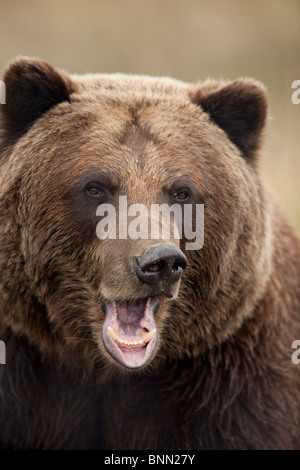 CAPTIVE: Close up di un ululano orso grizzly in Alaska Wildlife Conservation Centre, Alaska Foto Stock