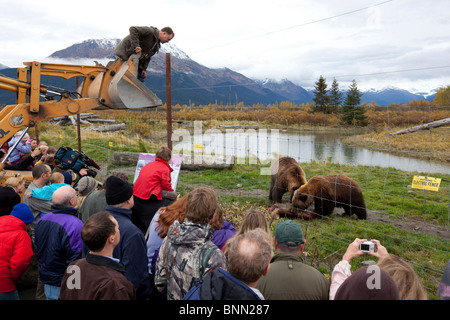 Proprietario dell'Alaska Wildlife Conservation Centre, alimenta una strada alci uccise per l'orso bruno mentre i turisti guardare, Alaska Foto Stock