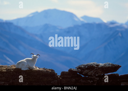 Pecore Dalls pecora bedded verso il basso su una cresta con l'Alaska Range sullo sfondo, Primrose Ridge, il Parco Nazionale di Denali, Alaska Foto Stock