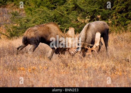 Due grandi bull moose bloccare i palchi durante una battaglia durante la stagione di rut Powerline a passare vicino a Anchorage in Alaska Foto Stock