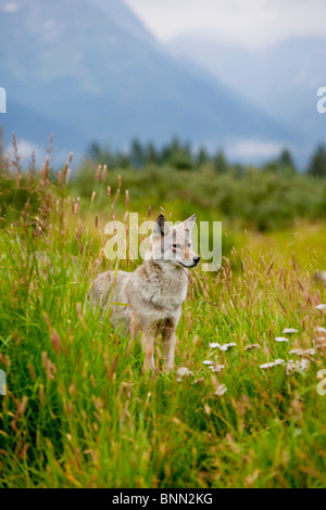 CAPTIVE coyote sorge in estate fiori ed erbe in Alaska Wildlife Conservation Centre, Alaska Foto Stock