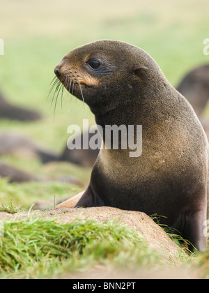 Ritratto del nord della pelliccia sigillo bambino maschio, Isola di San Paolo, Alaska, estate Foto Stock