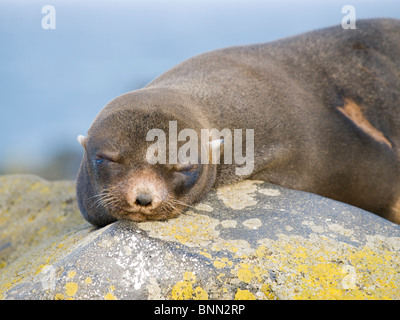 Northern femmina pelliccia sigillo dorme sulla spiaggia del Mare di Bering, Isola di San Paolo, Alaska, estate Foto Stock