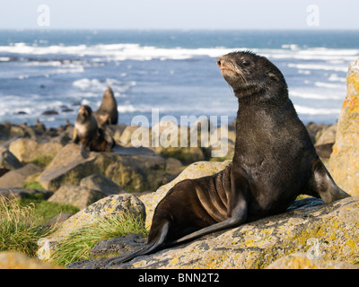 Ritratto di un adolescente Northern pelliccia sigillo, Isola di San Paolo, Alaska, estate Foto Stock