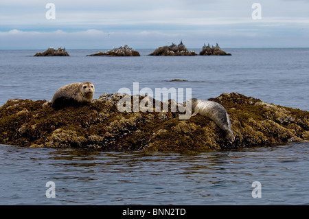 Due guarnizioni del porto si appoggiano su una roccia off shore di Kukak Bay, Katmai National Park, Alaska, estate Foto Stock