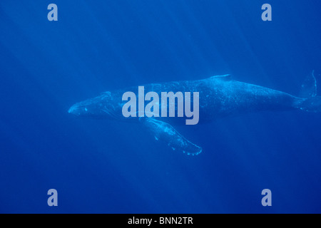 Humpback Whale w/i raggi di luce solare in acqua Maui Hawaii Foto Stock