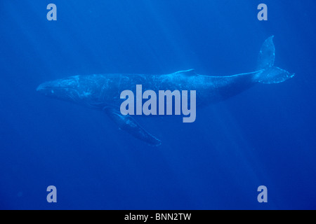 Humpback Whale w/i raggi di luce solare in acqua Maui Hawaii Foto Stock