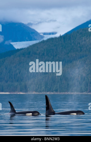 Composito: Orca balene superficie nel passaggio preferito con Eagle dei ghiacciai e montagne costiere al di là, all'interno del passaggio, Alaska Foto Stock