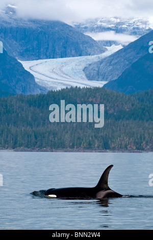 Composito: Orca balene superficie nel passaggio preferito con Eagle dei ghiacciai e montagne costiere al di là, all'interno del passaggio, Alaska Foto Stock