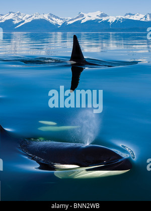 Composito: Orca balene come superficie a Lynn Canal con la costa gamma montagne sullo sfondo, all'interno del passaggio, Alaska Foto Stock