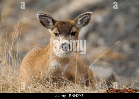 Close up di Sitka nero-tailed doe bedded giù durante l inverno sull isola di Kodiak, Southwestern Alaska Foto Stock