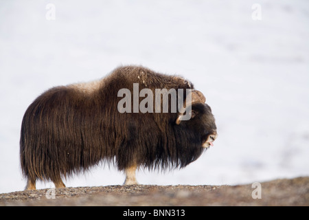 Grandi bull muschio-ox a piedi lungo una cresta spazzate dal vento durante il periodo invernale sulla penisola di Seward vicino a Nome, Arctic Alaska Foto Stock