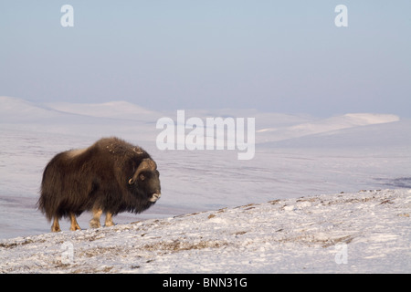 Muskox bull standing costeggiata sulla tundra ghiacciata durante l'inverno sulla penisola di Seward vicino a Nome, Arctic Alaska Foto Stock