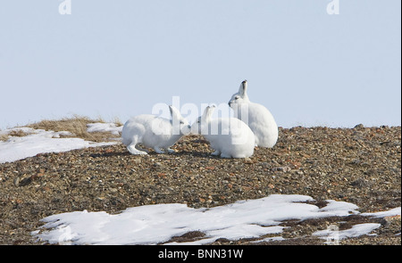 Lepre artica eseguendo il comportamento sociale di *curiosando* sulle banche Isola, Northwest Territories, Canada Foto Stock