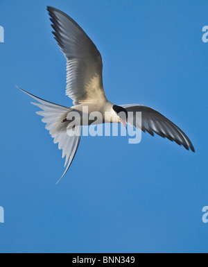 Un Arctic Tern in volo come si posiziona il puntatore del mouse su Potter's Marsh vicino a Anchorage in Alaska Foto Stock