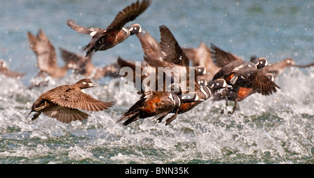 Un gregge di Arlecchino anatre prendono il volo su Kukak Bay, Katmai National Park, Southweat Alaska, estate Foto Stock