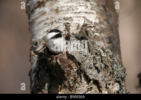 Nero Capped Luisa costruire un nido all'interno di una cava betulla, Knik Valley, Palmer, SC, Alaska Foto Stock